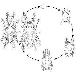 ciclo araña roja