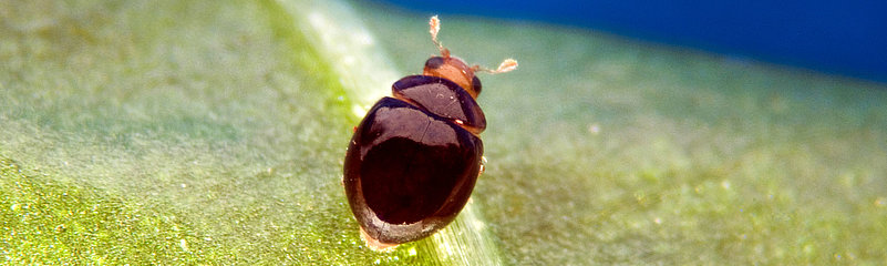 Delphastus catalinae