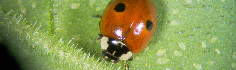 Adalia bipunctata