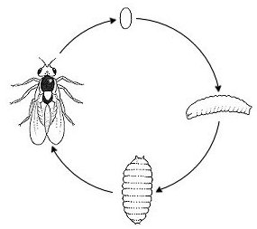 ciclo del minador de la hoja