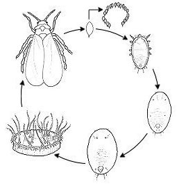 ciclo de la mosca blanca