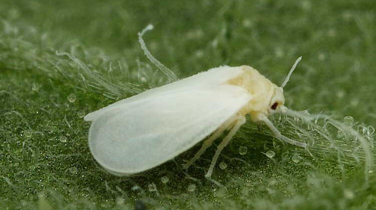 mosca blanca