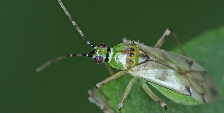 NESIDIO Nesidiocorus tenuis