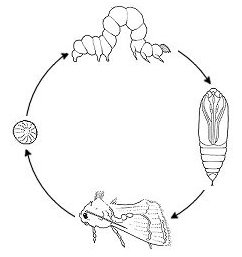 ciclo de la oruga