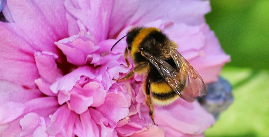 bombus terris