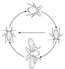 ciclo del pulgón