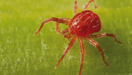 araña roja