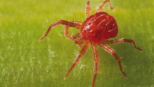 araña roja